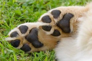 Dog Paw Pad Care | My Caring Dog – Tips, Stories, and Care Guides for Loving Pet Owners