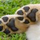 Dog Paw Pad Care | My Caring Dog – Tips, Stories, and Care Guides for Loving Pet Owners