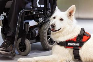 Get a Free Service Dog: Grants & Assistance | My Caring Dog – Tips, Stories, and Care Guides for Loving Pet Owners