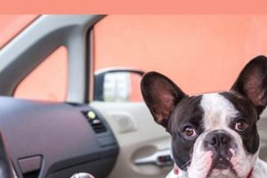 Conquer Dog Anxiety in Car Rides: Tips & Tricks | My Caring Dog – Tips, Stories, and Care Guides for Loving Pet Owners