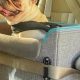 Best Front Dog Car Seats for Safe Travel | My Caring Dog – Tips, Stories, and Care Guides for Loving Pet Owners