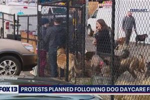 Preventing Dog Day Care Fires: Safety Guide | My Caring Dog – Tips, Stories, and Care Guides for Loving Pet Owners