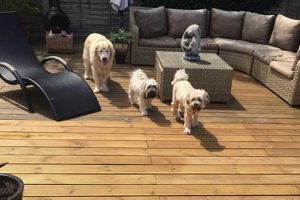 Home From Home Dog Care | My Caring Dog – Tips, Stories, and Care Guides for Loving Pet Owners