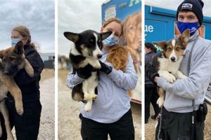 Best Dog Rescues in St. Louis, MO: Adopt Today! | My Caring Dog – Tips, Stories, and Care Guides for Loving Pet Owners