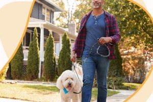 Best Dog Day Care in Orland Park, IL My Caring Dog – Tips, Stories, and Care Guides for Loving Pet Owners Best Dog Day Care in Orland Park, IL | My Caring Dog – Tips, Stories, and Care Guides for Loving Pet Owners