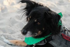 Get a Service Dog in Florida: Your Complete Guide My Caring Dog – Tips, Stories, and Care Guides for Loving Pet Owners Get a Service Dog in Florida: Your Complete Guide | My Caring Dog – Tips, Stories, and Care Guides for Loving Pet Owners