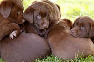 Find Free Puppies: Best Car Dog Companions | My Caring Dog – Tips, Stories, and Care Guides for Loving Pet Owners