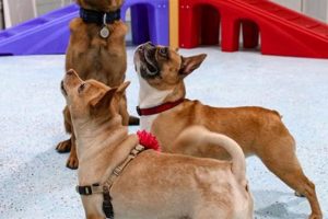 Top Dog Day Care in Miami, Florida | My Caring Dog – Tips, Stories, and Care Guides for Loving Pet Owners