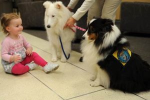 Best Certified Therapy Dogs for Car Travel | My Caring Dog – Tips, Stories, and Care Guides for Loving Pet Owners