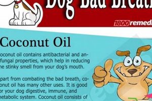 Banish Dog Breath: Home Care Tips My Caring Dog – Tips, Stories, and Care Guides for Loving Pet Owners Banish Dog Breath: Home Care Tips | My Caring Dog – Tips, Stories, and Care Guides for Loving Pet Owners