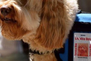 Washington Service Dog Laws & Access | My Caring Dog – Tips, Stories, and Care Guides for Loving Pet Owners