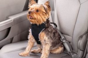 Best Car Harnesses for Dogs: Safe Travel My Caring Dog – Tips, Stories, and Care Guides for Loving Pet Owners Best Car Harnesses for Dogs: Safe Travel | My Caring Dog – Tips, Stories, and Care Guides for Loving Pet Owners