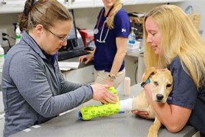 Find Emergency Dog Care Near You Now My Caring Dog – Tips, Stories, and Care Guides for Loving Pet Owners Find Emergency Dog Care Near You Now | My Caring Dog – Tips, Stories, and Care Guides for Loving Pet Owners