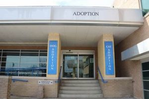 Best Car Dog Accessories: Humane Society St. Louis Guide | My Caring Dog – Tips, Stories, and Care Guides for Loving Pet Owners