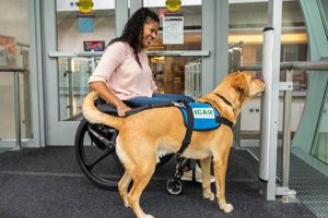 Dog Helper | My Caring Dog – Tips, Stories, and Care Guides for Loving Pet Owners