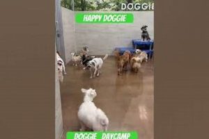 Best Happy Doggies Dog Day Camp & Care My Caring Dog – Tips, Stories, and Care Guides for Loving Pet Owners Best Happy Doggies Dog Day Camp & Care | My Caring Dog – Tips, Stories, and Care Guides for Loving Pet Owners