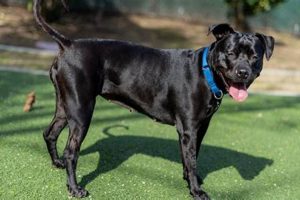 Dog Foster Care San Diego My Caring Dog – Tips, Stories, and Care Guides for Loving Pet Owners Dog Foster Care San Diego | My Caring Dog – Tips, Stories, and Care Guides for Loving Pet Owners