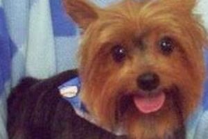 Best Dog Day Care in Flint, MI: Top Centers | My Caring Dog – Tips, Stories, and Care Guides for Loving Pet Owners