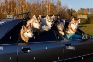Safe Dog Travel: Car Window Safety Tips | My Caring Dog – Tips, Stories, and Care Guides for Loving Pet Owners