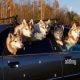 Safe Dog Travel: Car Window Safety Tips | My Caring Dog – Tips, Stories, and Care Guides for Loving Pet Owners