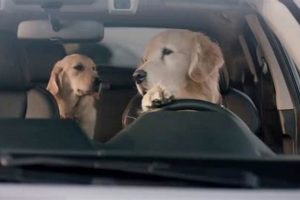 Best Subaru Dog Car Wash Tips & Tricks | My Caring Dog – Tips, Stories, and Care Guides for Loving Pet Owners