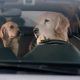 Best Subaru Dog Car Wash Tips & Tricks | My Caring Dog – Tips, Stories, and Care Guides for Loving Pet Owners