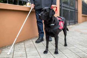 Benefits of Registered Service Dogs for People with Disabilities | My Caring Dog – Tips, Stories, and Care Guides for Loving Pet Owners