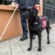 Benefits of Registered Service Dogs for People with Disabilities | My Caring Dog – Tips, Stories, and Care Guides for Loving Pet Owners