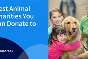 Best Pet Nonprofits Helping Dogs in Need | My Caring Dog – Tips, Stories, and Care Guides for Loving Pet Owners