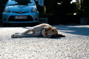 My Dog Got Hit By A Car: What To Do? My Caring Dog – Tips, Stories, and Care Guides for Loving Pet Owners My Dog Got Hit By A Car: What To Do? | My Caring Dog – Tips, Stories, and Care Guides for Loving Pet Owners