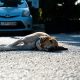 My Dog Got Hit By A Car: What To Do? | My Caring Dog – Tips, Stories, and Care Guides for Loving Pet Owners