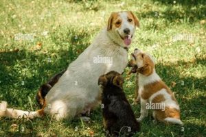 Ultimate Guide: Mother Dog & Puppy Care | My Caring Dog – Tips, Stories, and Care Guides for Loving Pet Owners