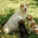 Ultimate Guide: Mother Dog & Puppy Care | My Caring Dog – Tips, Stories, and Care Guides for Loving Pet Owners