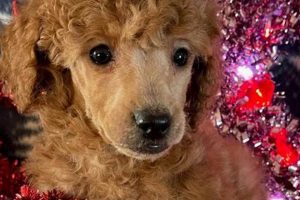 Find Top Service Dog Breeders Near You Today | My Caring Dog – Tips, Stories, and Care Guides for Loving Pet Owners