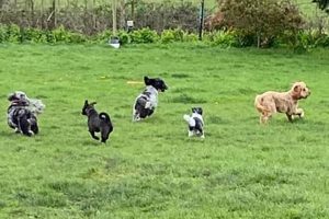 Top Dog Day Care in London: Find the Best My Caring Dog – Tips, Stories, and Care Guides for Loving Pet Owners Top Dog Day Care in London: Find the Best | My Caring Dog – Tips, Stories, and Care Guides for Loving Pet Owners