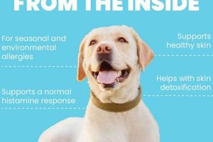 Skin Care Dogs My Caring Dog – Tips, Stories, and Care Guides for Loving Pet Owners Skin Care Dogs | My Caring Dog – Tips, Stories, and Care Guides for Loving Pet Owners