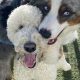 Top-Rated Dog Day Care in Ventura, CA | My Caring Dog – Tips, Stories, and Care Guides for Loving Pet Owners