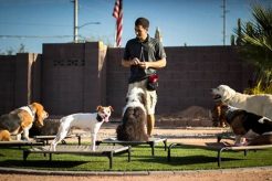 Best Big Dog Training Near Me: Find Expert Trainers My Caring Dog – Tips, Stories, and Care Guides for Loving Pet Owners Best Big Dog Training Near Me: Find Expert Trainers | My Caring Dog – Tips, Stories, and Care Guides for Loving Pet Owners
