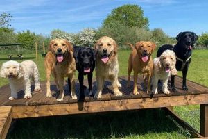 Top Dog Day Care in Arlington VA My Caring Dog – Tips, Stories, and Care Guides for Loving Pet Owners Top Dog Day Care in Arlington VA | My Caring Dog – Tips, Stories, and Care Guides for Loving Pet Owners