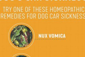 Soothe Car Sick Dogs: Natural Remedies My Caring Dog – Tips, Stories, and Care Guides for Loving Pet Owners Soothe Car Sick Dogs: Natural Remedies | My Caring Dog – Tips, Stories, and Care Guides for Loving Pet Owners