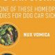 Soothe Car Sick Dogs: Natural Remedies | My Caring Dog – Tips, Stories, and Care Guides for Loving Pet Owners