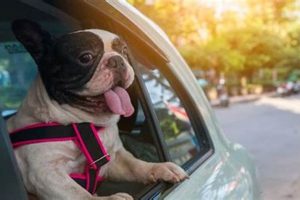 Best Dog Pants for Car Travel: Ultimate Guide My Caring Dog – Tips, Stories, and Care Guides for Loving Pet Owners Best Dog Pants for Car Travel: Ultimate Guide | My Caring Dog – Tips, Stories, and Care Guides for Loving Pet Owners