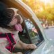 Best Dog Pants for Car Travel: Ultimate Guide | My Caring Dog – Tips, Stories, and Care Guides for Loving Pet Owners