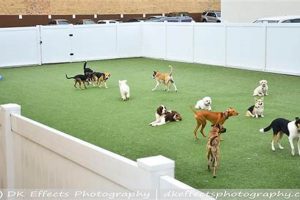 Best Pet Shelters in St. Louis, MO | Adopt a Dog My Caring Dog – Tips, Stories, and Care Guides for Loving Pet Owners Best Pet Shelters in St. Louis, MO | Adopt a Dog | My Caring Dog – Tips, Stories, and Care Guides for Loving Pet Owners