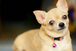 Find Puppies Near Me: Car Dog Edition My Caring Dog – Tips, Stories, and Care Guides for Loving Pet Owners Find Puppies Near Me: Car Dog Edition | My Caring Dog – Tips, Stories, and Care Guides for Loving Pet Owners