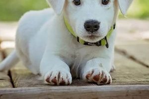 Decoding Dreams: Caring for a Sick Dog & Its Meaning My Caring Dog – Tips, Stories, and Care Guides for Loving Pet Owners Decoding Dreams: Caring for a Sick Dog & Its Meaning | My Caring Dog – Tips, Stories, and Care Guides for Loving Pet Owners