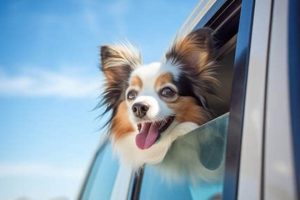 Safe Dog Car Window Practices & Tips My Caring Dog – Tips, Stories, and Care Guides for Loving Pet Owners Safe Dog Car Window Practices & Tips | My Caring Dog – Tips, Stories, and Care Guides for Loving Pet Owners