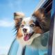 Safe Dog Car Window Practices & Tips | My Caring Dog – Tips, Stories, and Care Guides for Loving Pet Owners