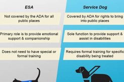 Adopt ESA Trained Dogs: Find Your Companion My Caring Dog – Tips, Stories, and Care Guides for Loving Pet Owners Adopt ESA Trained Dogs: Find Your Companion | My Caring Dog – Tips, Stories, and Care Guides for Loving Pet Owners