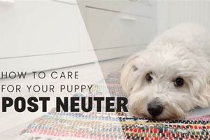 Post Neuter Care Dog My Caring Dog – Tips, Stories, and Care Guides for Loving Pet Owners Post Neuter Care Dog | My Caring Dog – Tips, Stories, and Care Guides for Loving Pet Owners